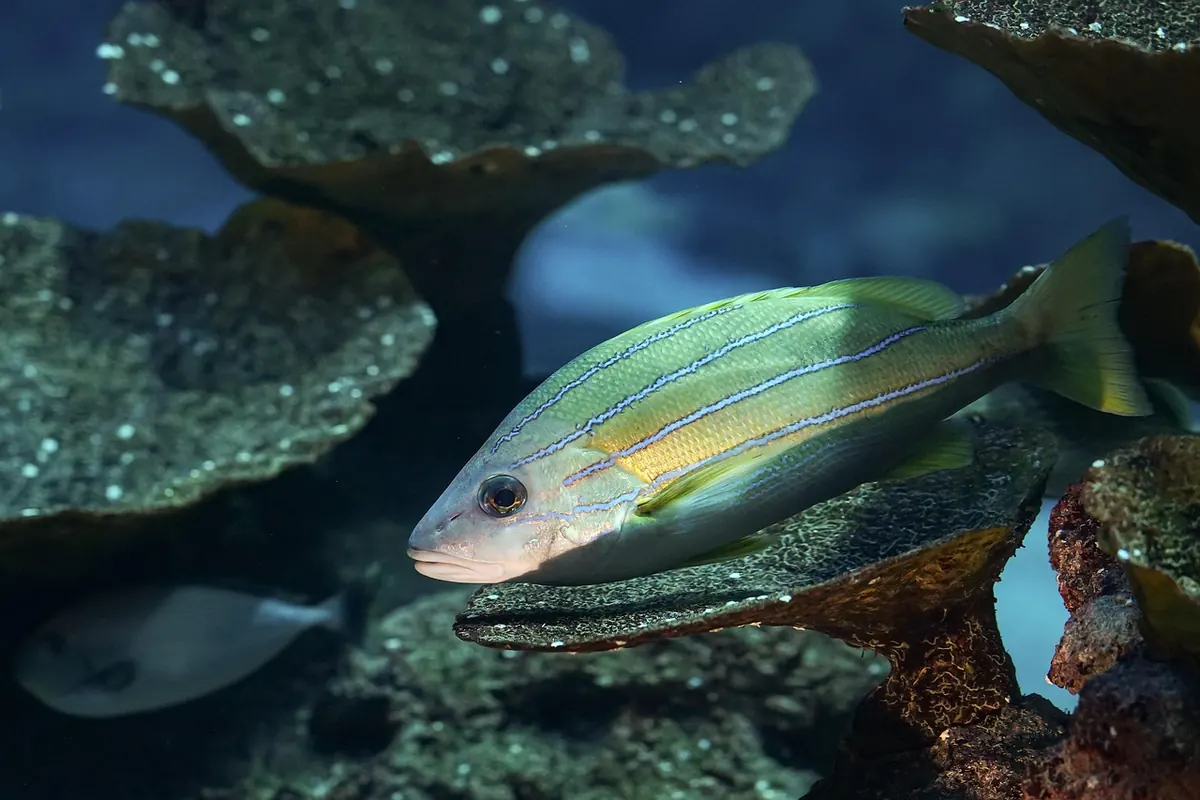 10 common mistakes new reef keepers make and how to avoid them