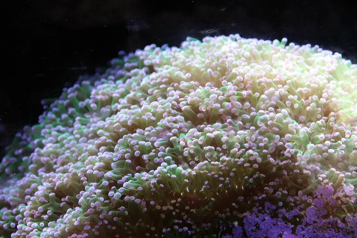 Soft corals for beginners: 8 hardy species for UK reef tanks